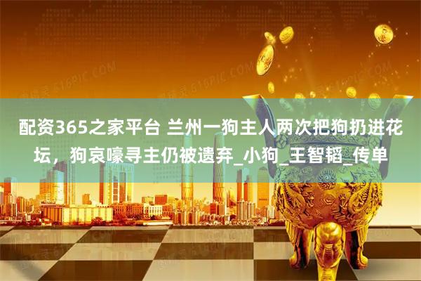 配资365之家平台 兰州一狗主人两次把狗扔进花坛，狗哀嚎寻主仍被遗弃_小狗_王智韬_传单
