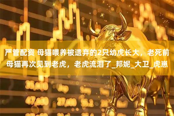 严管配资 母猫喂养被遗弃的2只幼虎长大，老死前母猫再次见到老虎，老虎流泪了_邦妮_大卫_虎崽